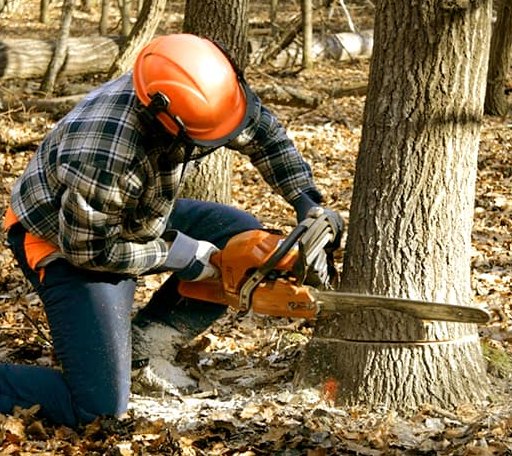 Tree Removal in Hartford, OH